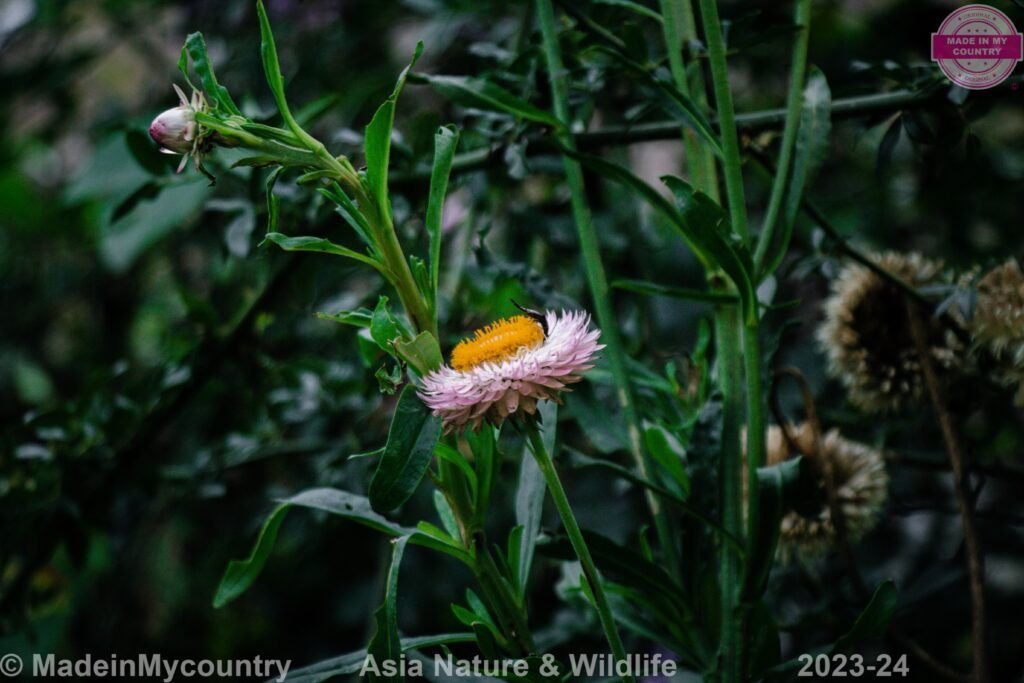 MadeinMycountry-MadeinMycountryAsia-Asia-MadeinAsia-Copyright-MadeinMycountry-Worldwide-MadeinMycountryCopyright-Asia-Nature-Flowers-